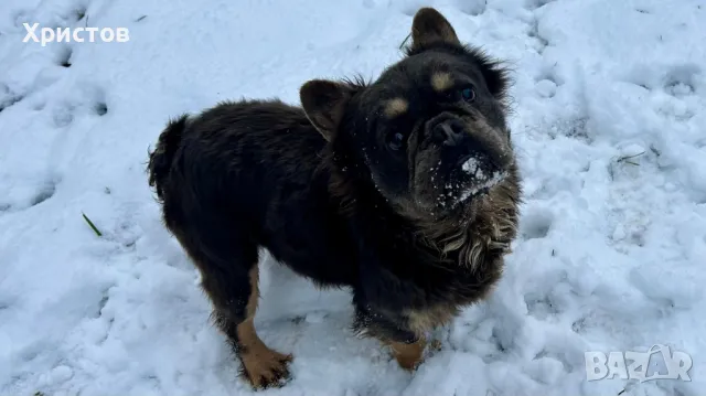 Мъжки френски булдог (Флъфи, Флуфи) за разплод, снимка 3 - Френски булдог - 49184248