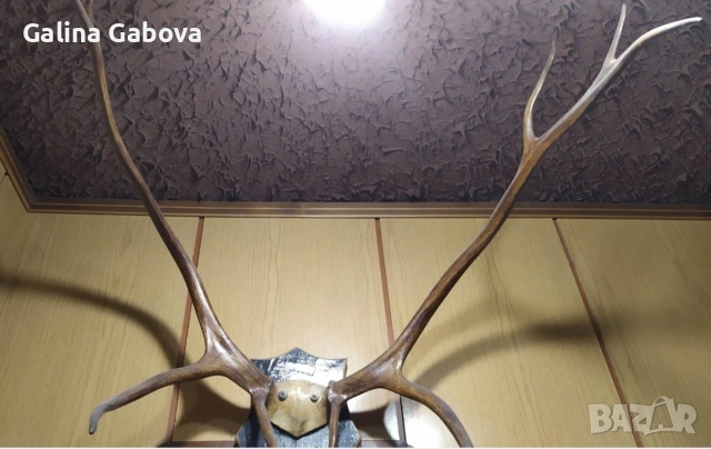 Еленови рога 