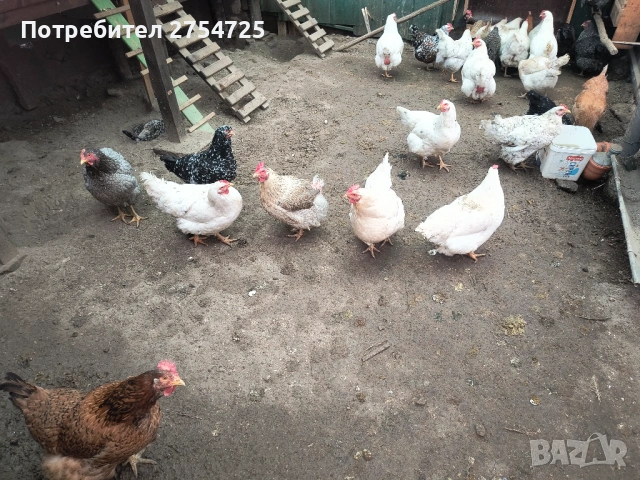 Продавам 31 броя кокошки