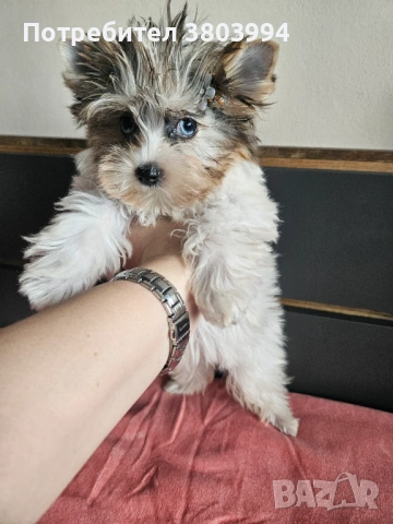 Йоркширски териер със сини очи и родословие. Момиченце Blue berry Diamond York , снимка 3 - Йоркширски териер - 53208486