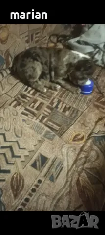 Френски булдог мерле , снимка 4 - Френски булдог - 47943991