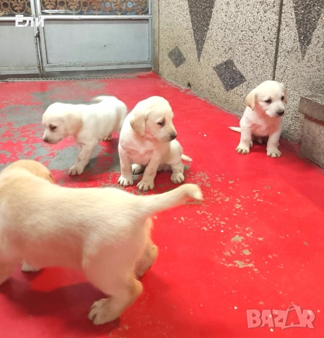 Лабрадор ретривър , снимка 3 - Лабрадор ретривър - 52914470