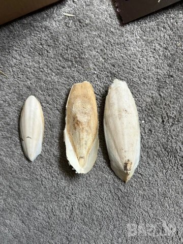 Сепийна кост , снимка 4 - За птици - 50676252