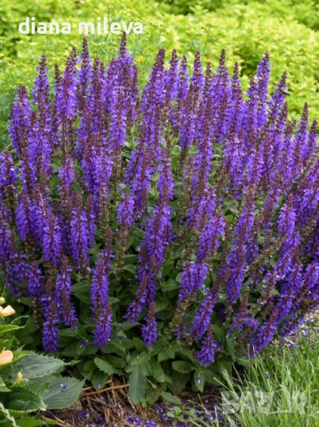 Салвия „Blue Marvel“, Градински чай, многогодишна, снимка 2 - Градински цветя и растения - 52434096
