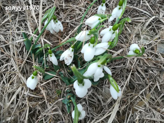 КОКИЧЕТА В САКСИЯ С ЛУКОВИЦИ И ПОЧВА 0402250814, снимка 4 - Градински цветя и растения - 48956050