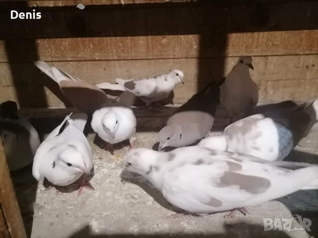 Гугутки смеещисе , снимка 4 - Гълъби - 52597513