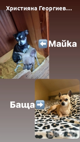 Очарователно женско Чихуахуа търси дом, снимка 4 - Чихуахуа - 52500762