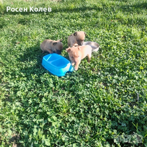 Малки Пинчерчета 