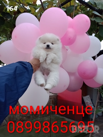 Померан. Бяло момиче., снимка 4 - Померан - 52620397