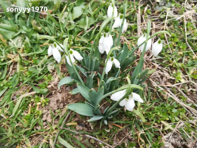 КОКИЧЕТА С ЛУКОВИЦИ ЗА ПРЕСАЖДАНЕ 0902251653, снимка 2 - Градински цветя и растения - 49040949