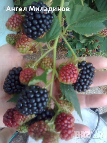 къпина без бодли, снимка 6 - Градински цветя и растения - 50055002