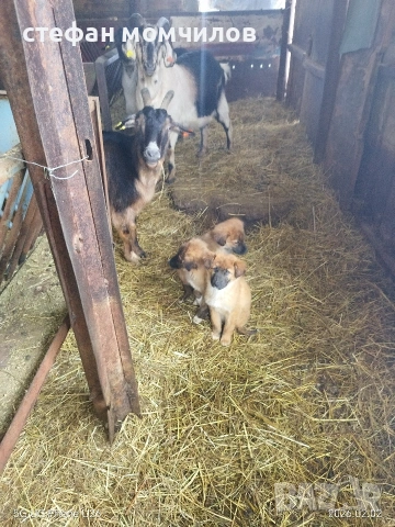 подарявам , снимка 2 - Други - 52606159