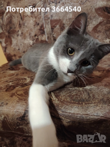 Полупородисто мъжко коте, снимка 3 - Други - 52972169