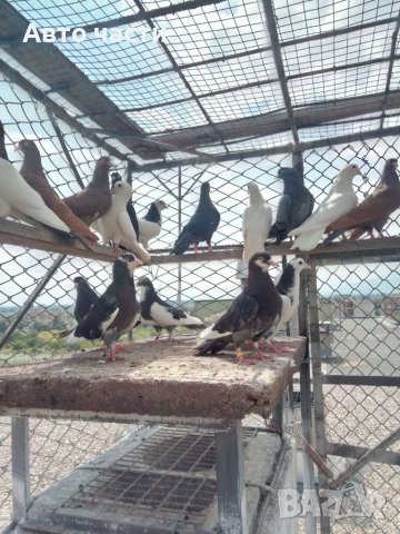 Пазарджишки високо летачи, снимка 14 - Гълъби - 37544259