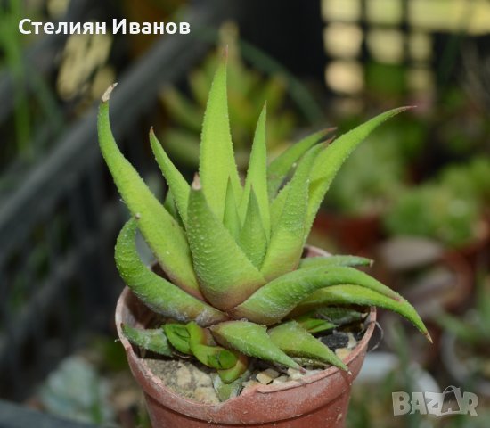 Хавортия, хавортиопсис (Haworthiopsis attenuata var. glabrata), снимка 1 - Стайни растения - 37398715
