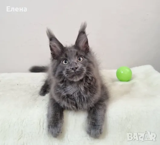 Мейн кун котенца / Maine coon kittens, снимка 1 - Мейн кун - 48577538