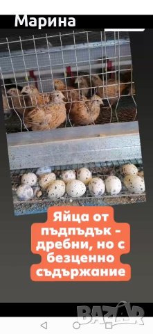 ПРЕСНИ яйца от пъдпъдъци, снимка 2 - други­ - 42943730