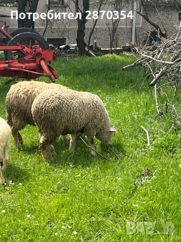 Ил Дьо Франс, снимка 7 - Овце - 50585537