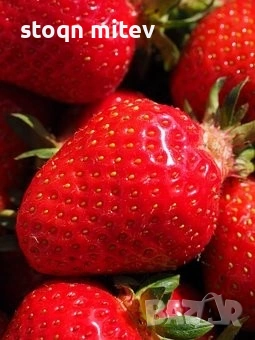 разсад ягоди и марини 0885353190, снимка 2 - Градински цветя и растения - 53524420