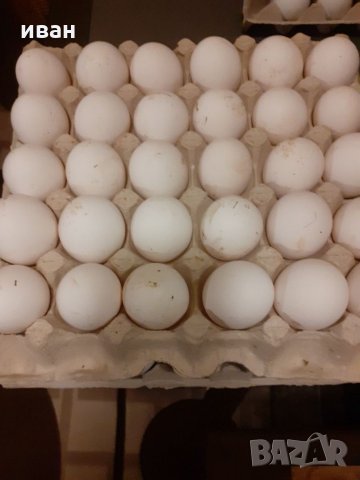 разплодни яйца от легхорн, снимка 12 - други­ - 16386746