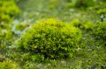 зелен мъх Канадски , снимка 1 - Стайни растения - 37350196