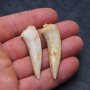 Фосилни зъби на Enchodus Libycus - Късна Креда (66 - 100.5 Ма), снимка 2
