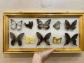 Рамка с екзотични пеперуди Азия, снимка 2