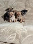 мини чиху пинчер , снимка 6