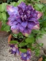 Клематис Clematis ‘Vivian Penel, снимка 1