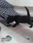 Подарявам малки котета, снимка 2