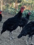 Пуйки домашни селски, снимка 4