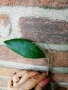 Hoya sp. DMC 5655 IML 1398 , снимка 3