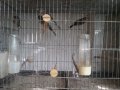 Продавам певчески канари, снимка 7