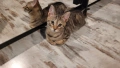 Подарявам малко котенце , снимка 4