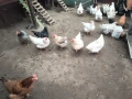 Продавам 31 броя кокошки, снимка 1