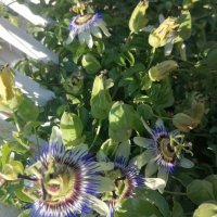 Студоустойчива синя Пасифлора, снимка 1 - Градински цветя и растения - 43022865