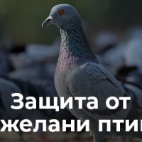 шипове против птици ,защита от гълъби-Силистра, снимка 1 - Други услуги - 43738980