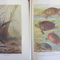 1956г.Научна Книга Илюстрации за Рибите и Водните Обитатели, снимка 10 - Антикварни и старинни предмети - 44029993