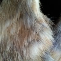 Дамска кожена яка от лисица, снимка 5 - Шалове - 26911427