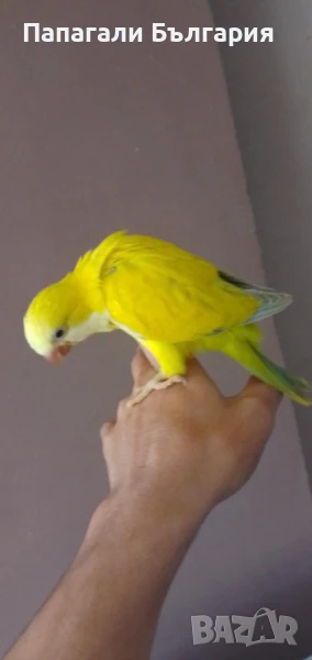 Папагалче Монах , снимка 1