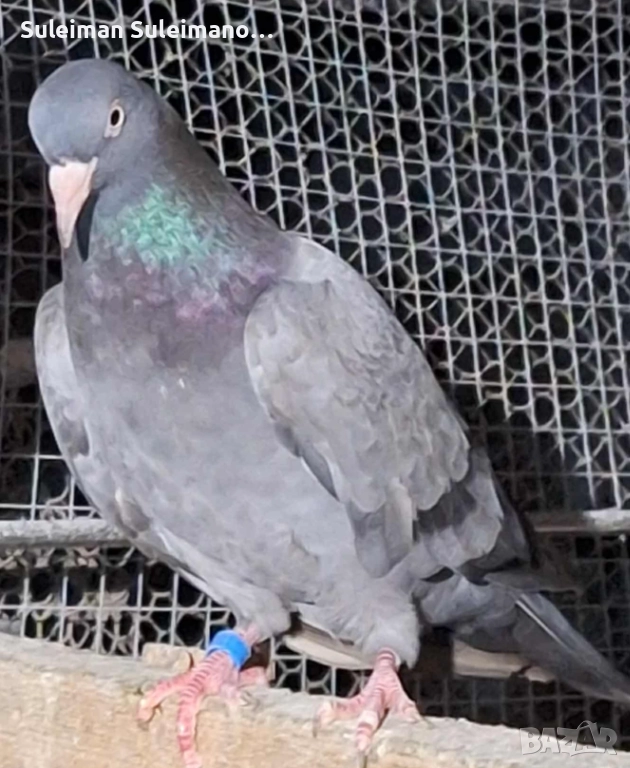 Свободна женска 30 лв, снимка 1