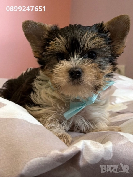 Мини бийвър йоркширски териер, снимка 1