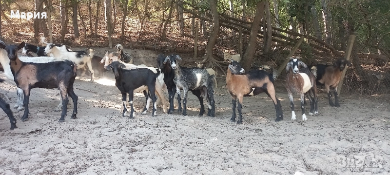 Продавам ярета , снимка 1