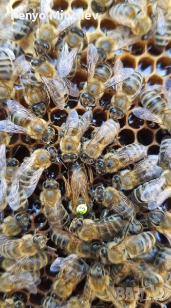 Пчелни семейства (малки) Отводка карника Carnica, снимка 1