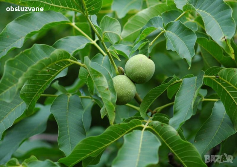 Свежи листа от орех 💥, снимка 1
