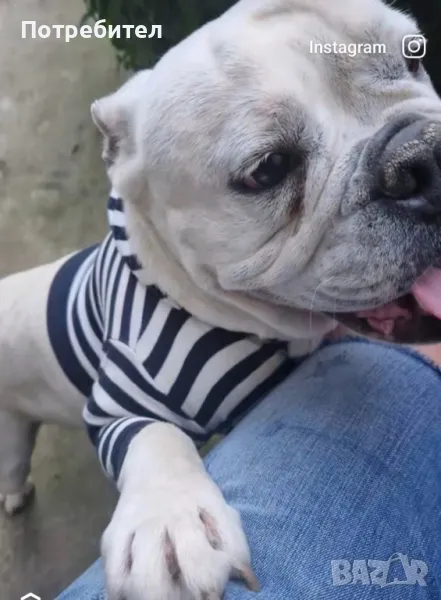 Английски булдог - женско, снимка 1