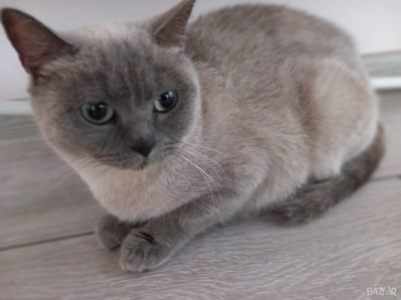 Британка колор пойнт , снимка 1