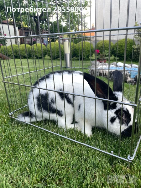 Зайци, снимка 1