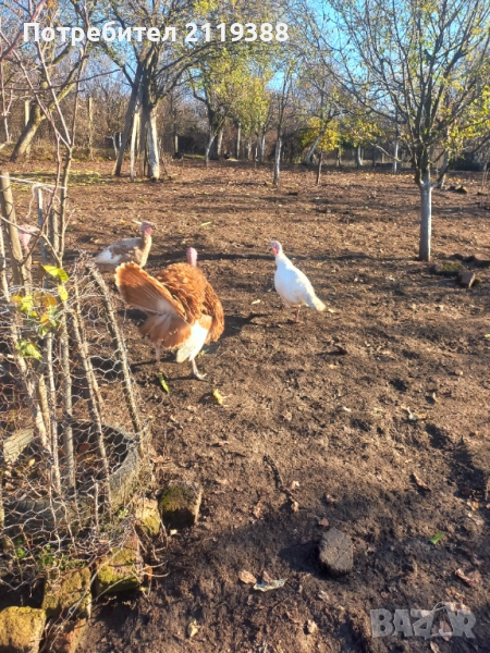 Пуяк, снимка 1