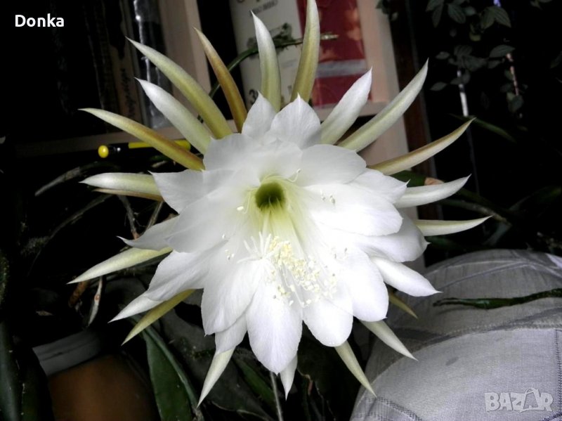 Сукулент, който цъфти невероятно, снимка 1